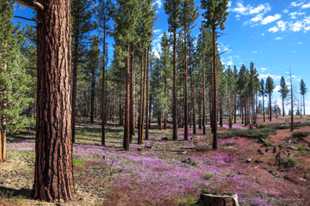 Gilia among the Jeffrey pines-2321